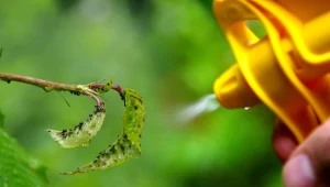 Jak walczyć z mszycami na rozsadach?