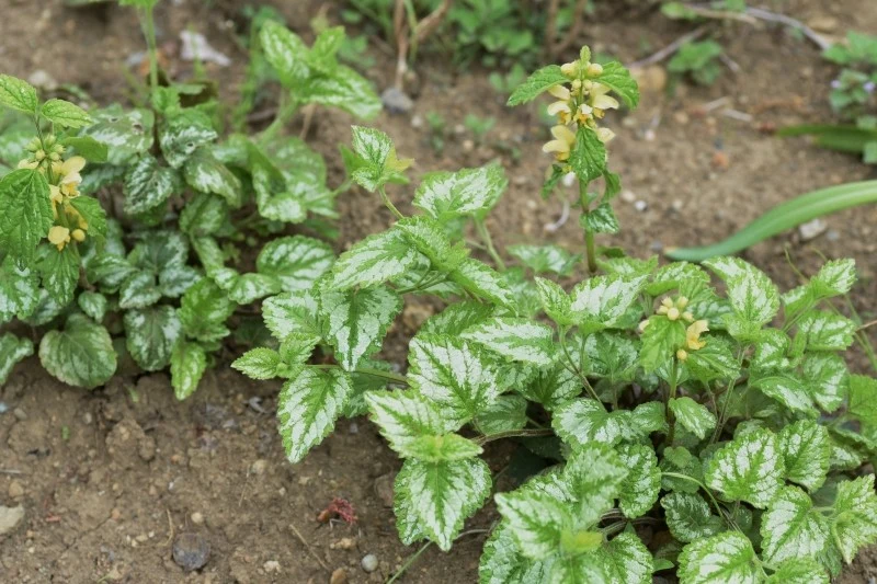 Okłady z gajowca żółtego łagodzą bóle stawów, natomiast napar z tej rośliny stosuje się do leczenia bólów menstruacyjnych
