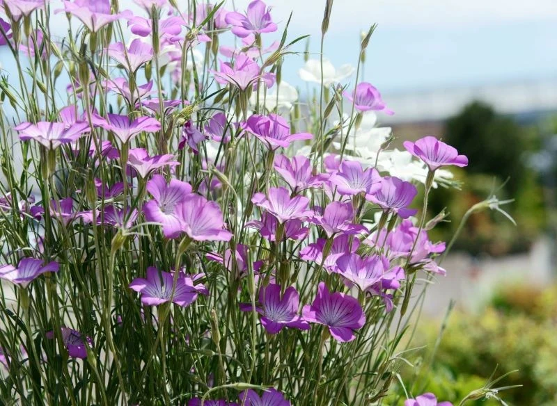 Kąkol polny można siać do gruntu w marcu