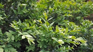 W jaki sposób przycinać młody,  a jak stary bukszpan. Technika ma kluczowe znaczenie.