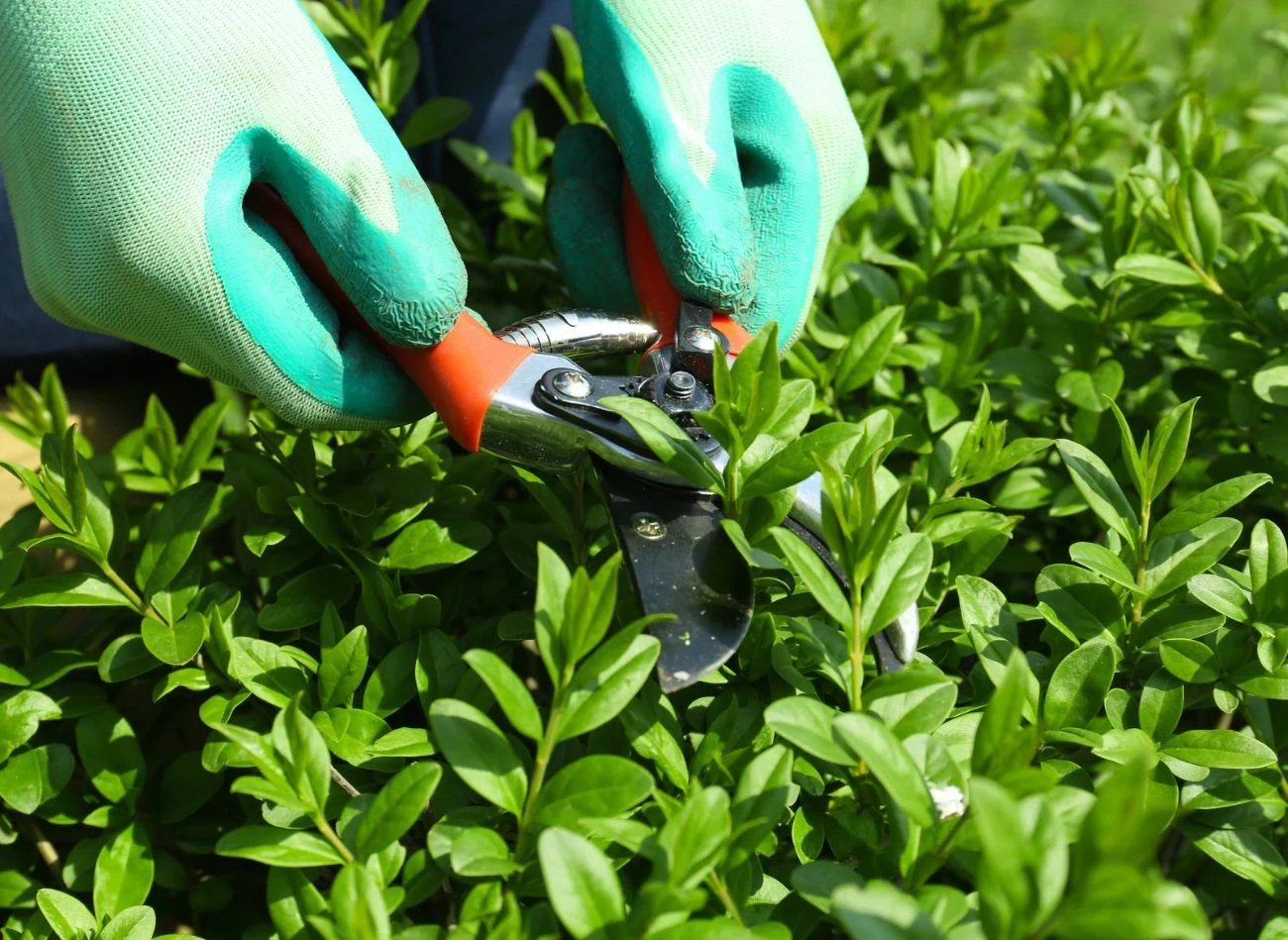 Młody bukszpan wymaga regularnego przycinania, nie tylko na wiosnę.