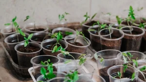 Zgorzel siewek to jedno z najczęstszych i najbardziej destrukcyjnych schorzeń występujących w początkowej fazie uprawy. For. glebschik