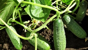 Poznaj niezawodne odmiany ogórka gruntowego, dzięki którym uzyskasz zdrowe i obfite plony.