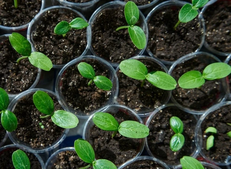 Wybierając odmianę ogórków, powinniśmy zwrócić na plenność, odporność na choroby oraz przeznaczenie