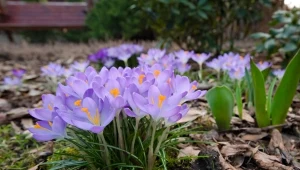 Prawidłowa pielęgnacja krokusów wczesną wiosną. Jak przedłużyć ich kwitnienie?
