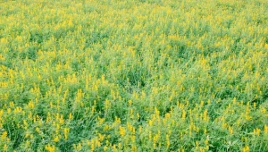 Podpowiadamy, kiedy i jak siać łubin żółty w warzywniku.