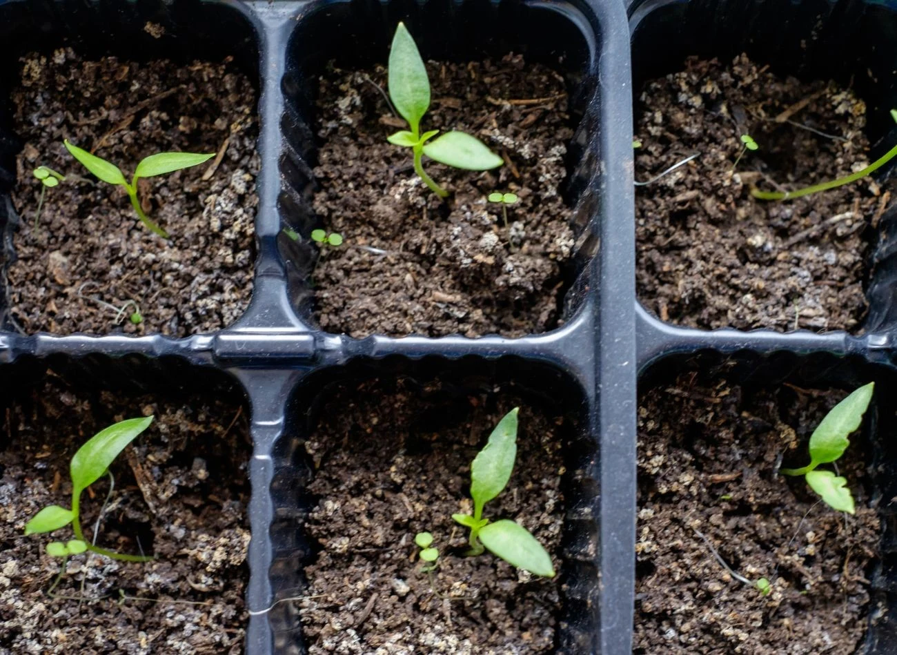 Odpowiednie, czyste podłoże gwarantuje zdrowy wzrost siewek.