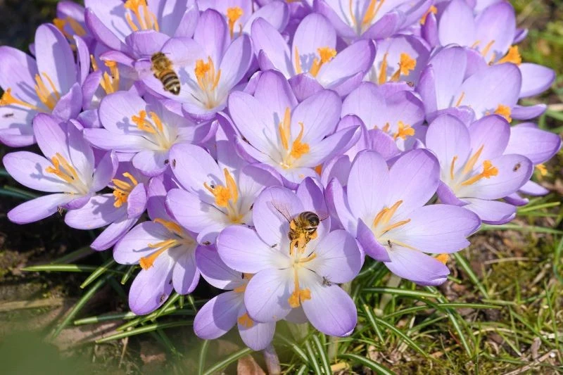 Jak pielęgnować krokusy, żeby długo kwitły