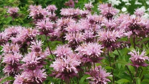 Jakie rośliny odstraszają kleszcze? Warto je mieć w ogrodzie