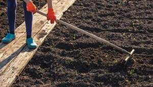 Zbyt kwaśna gleba w ogrodzie warzywnym może powodować liczne problemy. Jak zmienić jej pH?