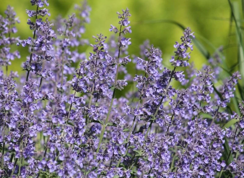 Kocimiętka Faassena działa na kleszcze odstraszająco