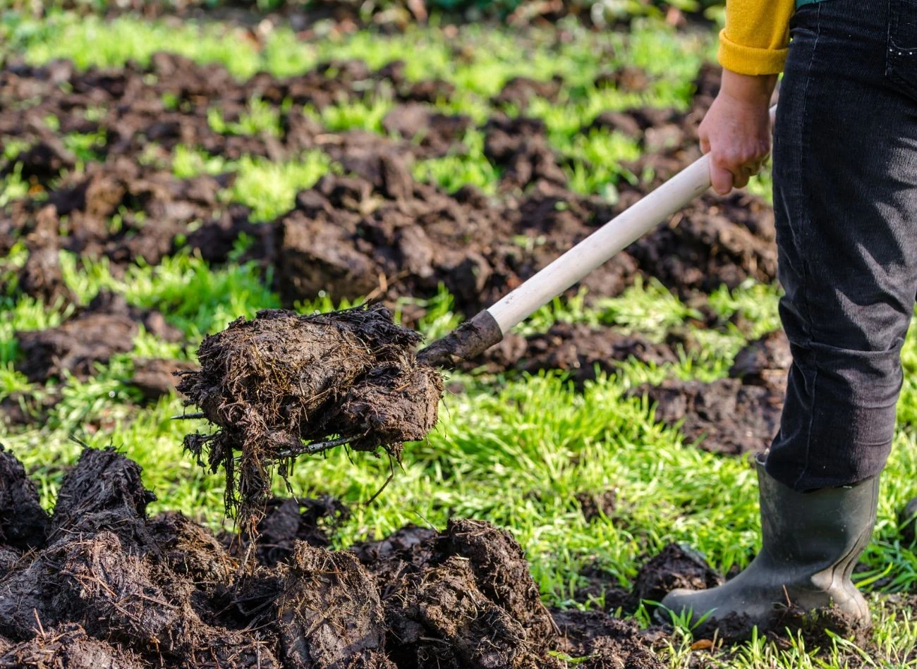 Do odkwaszania gleby stosuje się dobrze przefermentowany obornik.