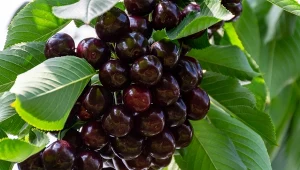 Chcesz uzyskać duże owoce czereśni? Sprawdź, co trzeba zrobić.