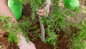 Zarówno młode jak i starsze tuje potrzebują nawożenia na wiosnę.