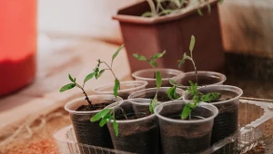 Nowatorski sposób na siew pomidorów. Dodatek do podłoża sprawia, że sadzonki są mocniejsze