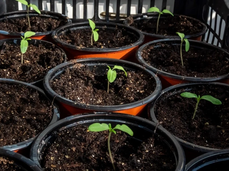 Owcza wełna dodana do podłoża dostarczy sadzonkom składniki odżywcze