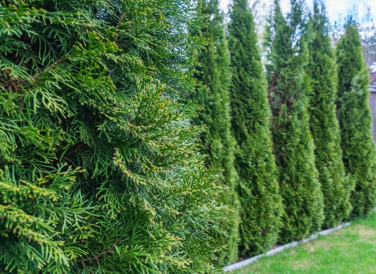 Jakie nawozy będą odpowiednie do wiosennego nawożenia tui?