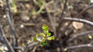 Najważniejszy oprysk porzeczki trzeba zrobić w marcu.