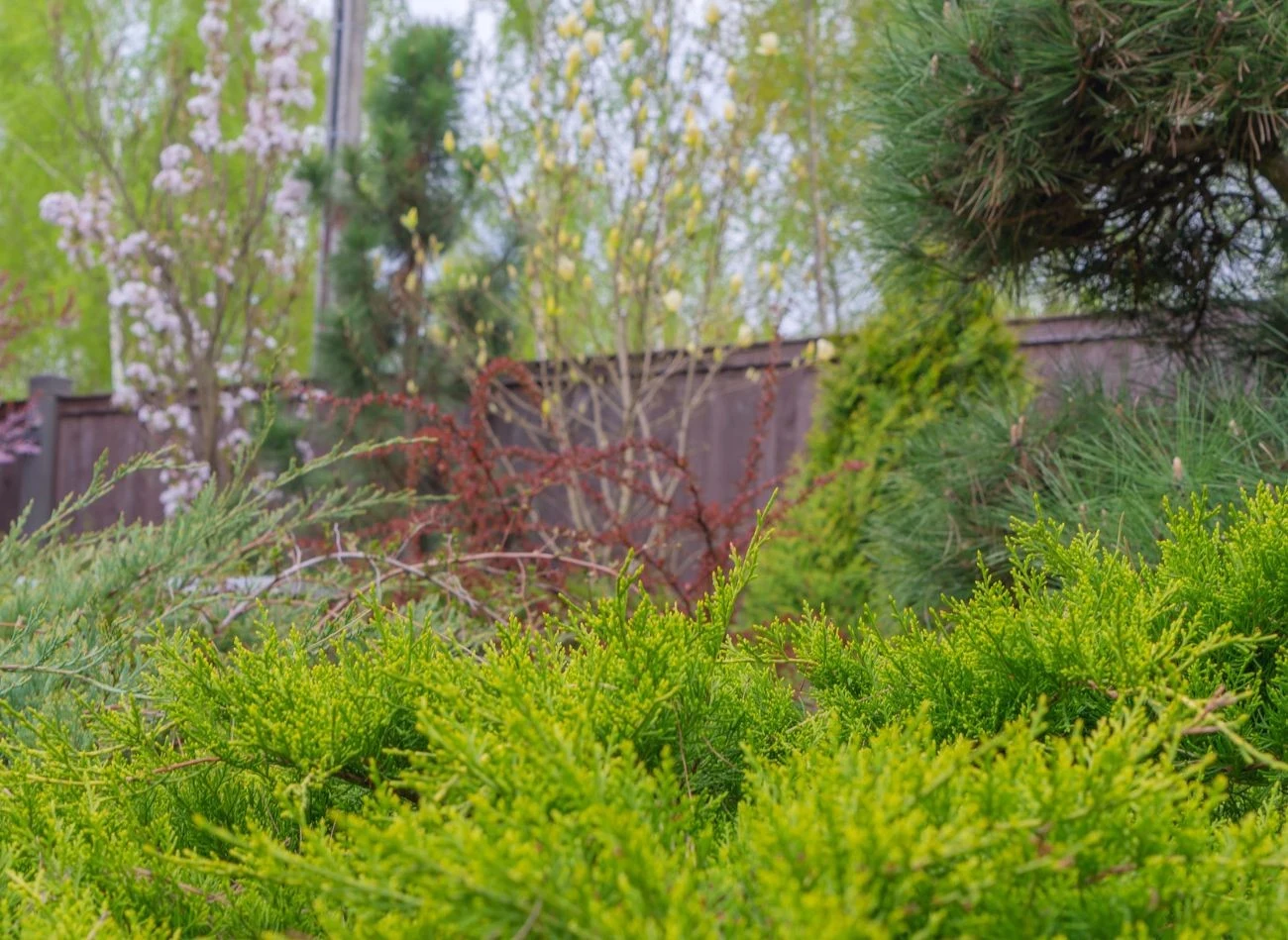 Na wiosnę do nawożenia tui trzeba używać nawozów, w których jest dużo azotu.