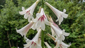 Lilia himalajska charakteryzuję się ogromnymi kwiatami. Jej cebule można sadzić na wiosnę.