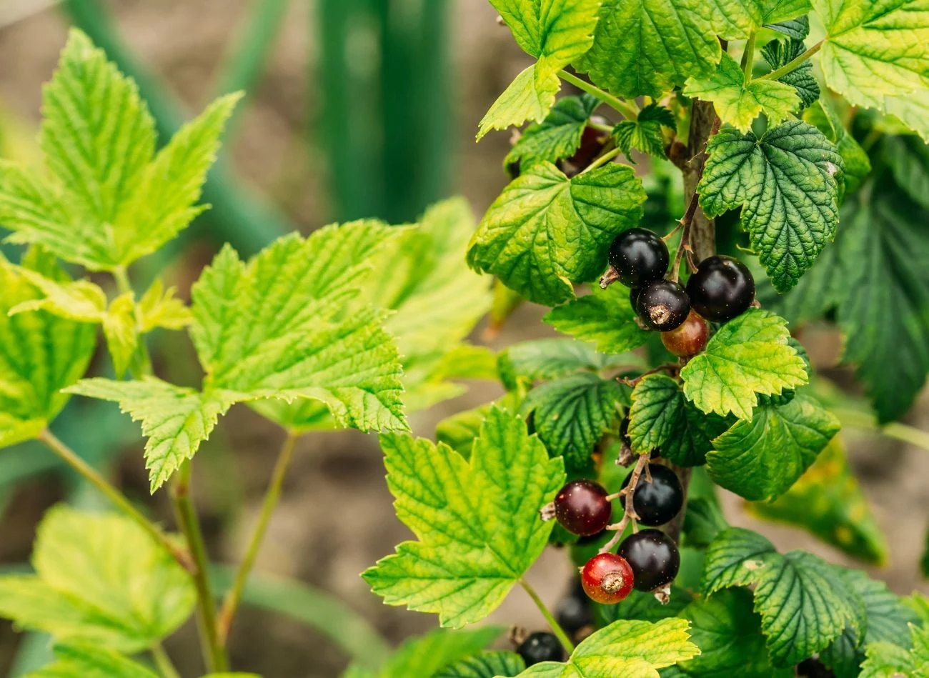 Oprysk z oleju parafinowego jest ekologiczny i bezpieczny dla krzewu porzeczki.