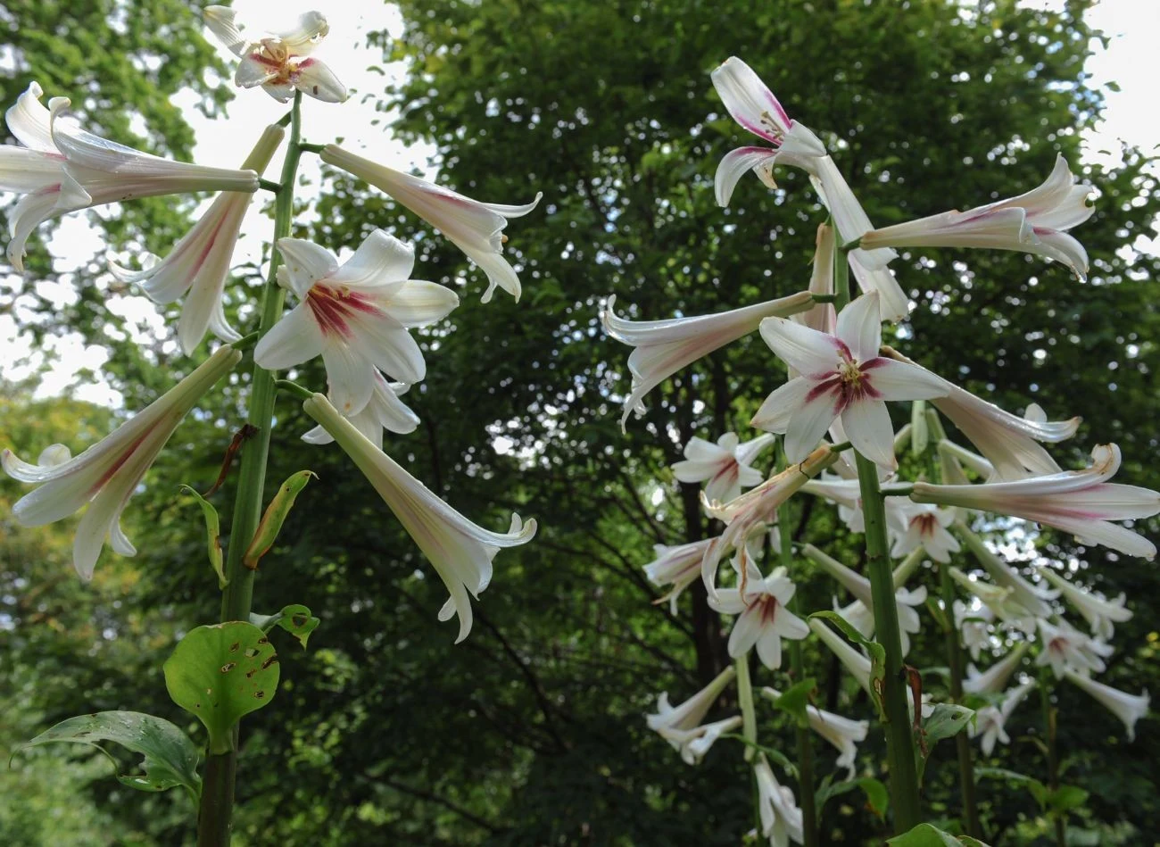 Lilia himalajska najlepiej rośnie w półcieniu.