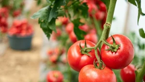Co posadzić obok pomidorów, by zwiększyć plonowanie i odstraszyć szkodniki?