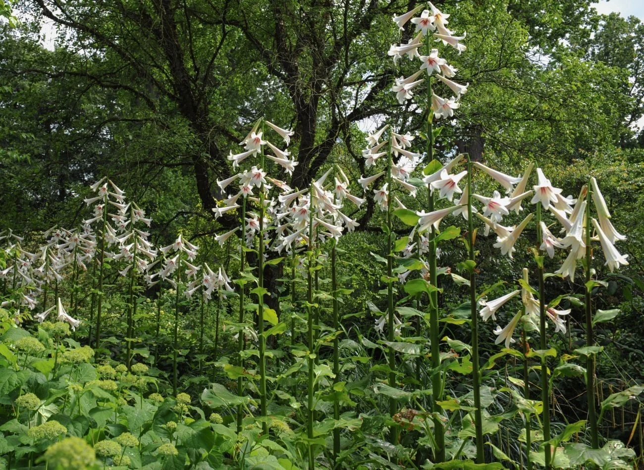 Lilia himalajska najlepiej prezentuje się na większych przestrzeniach, w towarzystwie równie okazałych roślin.