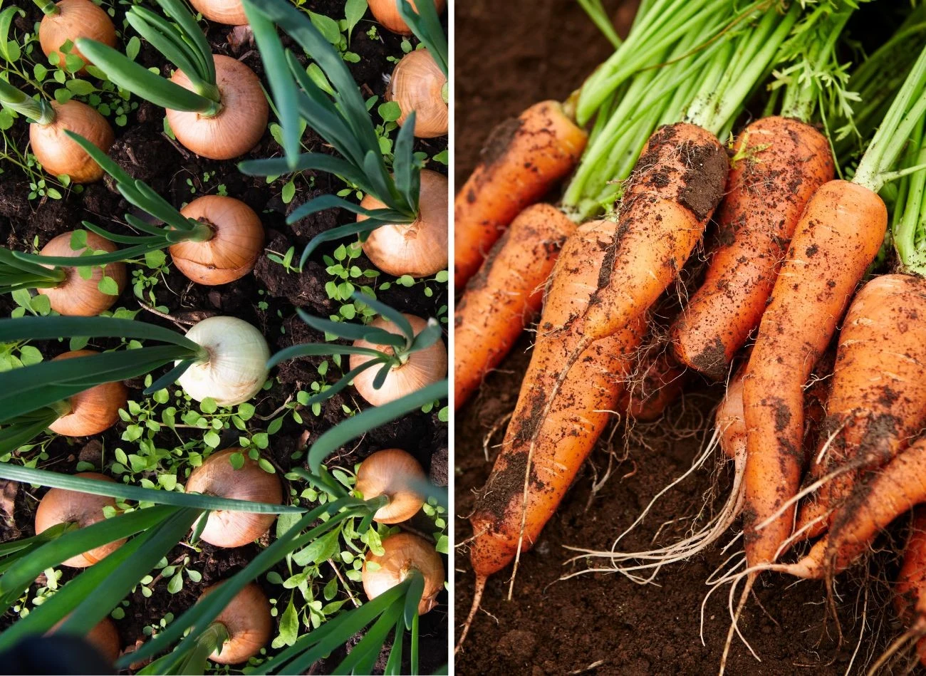 Marchewka bardzo dobrze rośnie w towarzystwie cebuli. Fot. Grigory Pil/ma-no