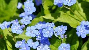 Byliny okrywowe na zacienione miejsca. Jakie sprawdzą się najlepiej?