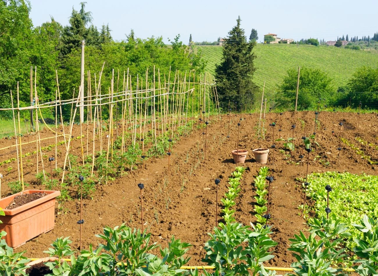 Wapno magnezowe nadaje liściom intensywną, zdrową zieleń i wspiera proces fotosyntezy.
