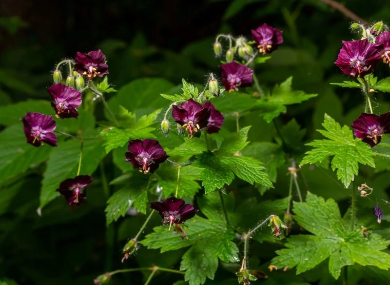 Bodziszek żałobny najlepiej czuje się na stanowiskach półcienistych, a nawet całkowicie zacienionych