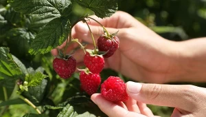 Malina olbrzymia (Rubus idaeus) – sadzenie i pielęgnacja