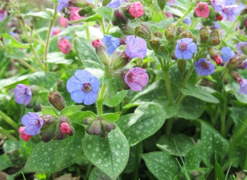 Miodunka plamista to niezwykle dekoracyjna bylina okrywowa, która zachwyca nie tylko swoimi kwiatami, ale również ulistnieniem