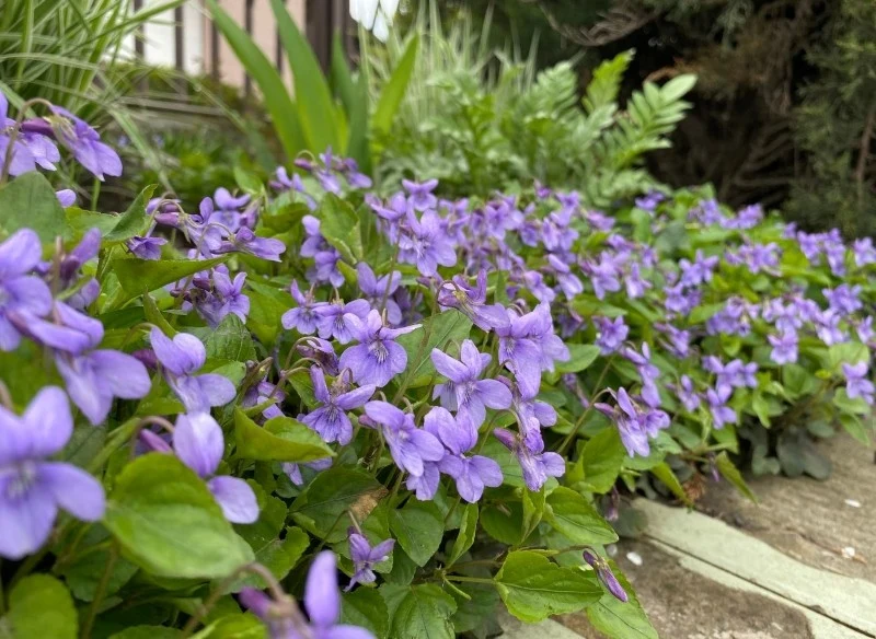 Fiołek motylkowy wspaniale prezentuje się w cienistych zakątkach ogrodu