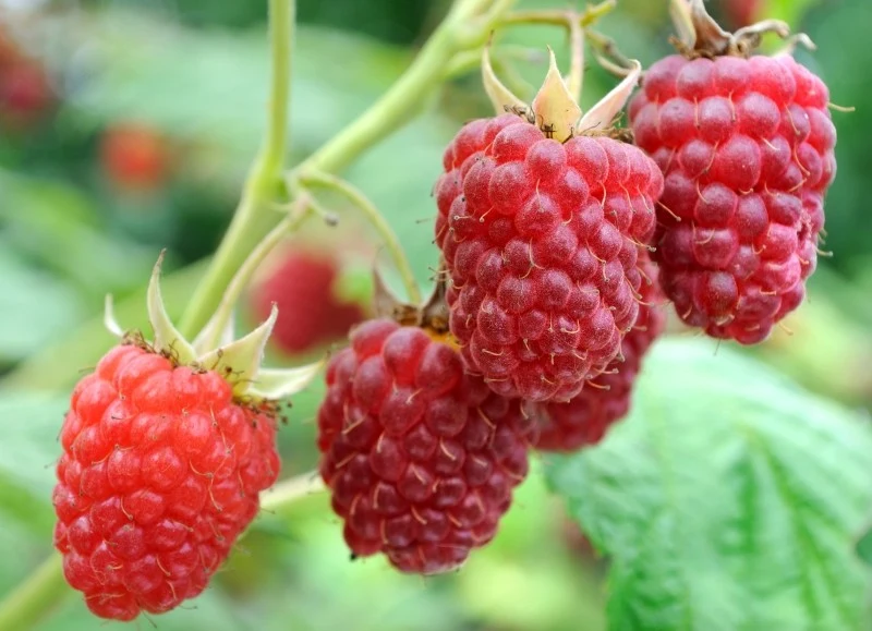 Malina olbrzymia charakteryzuje się dużymi, bardzo smacznymi owocami