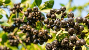 Aronia czarnoowocowa - uprawa i właściwosci