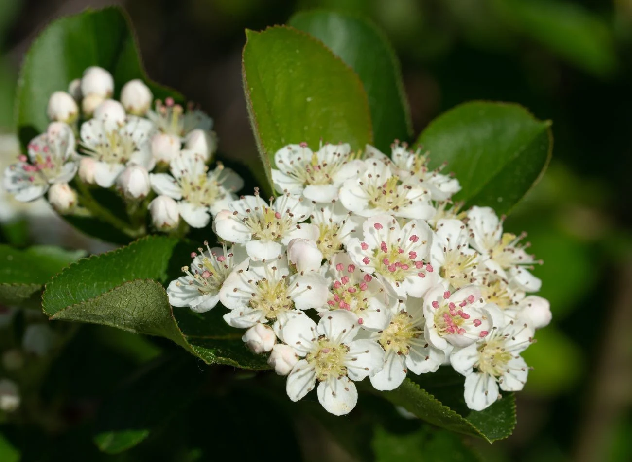 Aronia czarnoowocowa zachwyca kwitnieniem już w maju