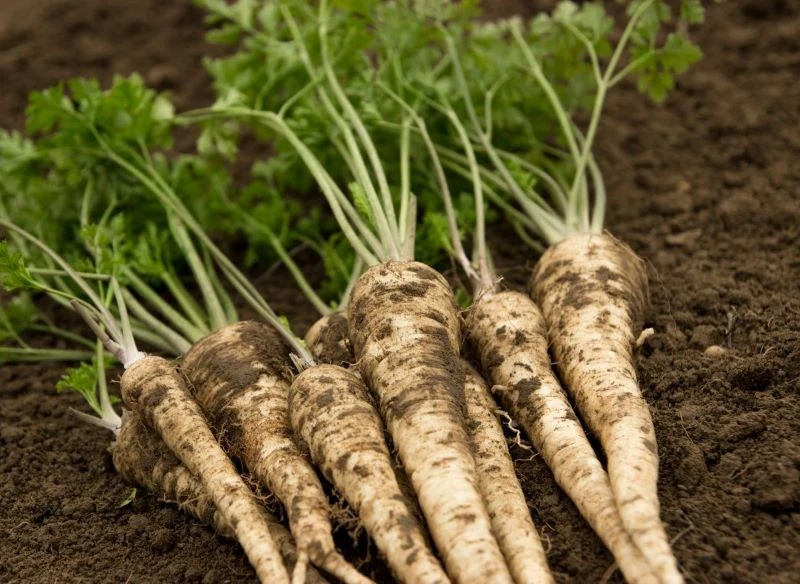 W ogrodzie możemy uprawiać wczesne, średnio późne i późne odmiany pietruszki korzeniowej