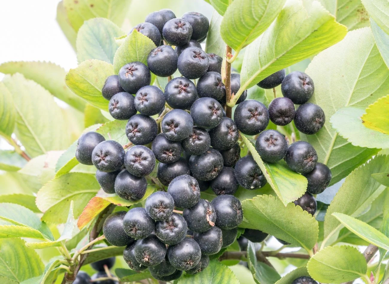 Owoce aronii czarnoowocowej to kopalnia antyoksydantów, witamin i błonnika pokarmowego.