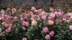 Róże zakwitną bujnie jak nigdy wcześniej. Wiosną zastosuj prosty naturalny nawóz