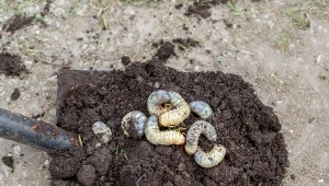 Poznaj naturalny sposób na pędraki w trawniku.