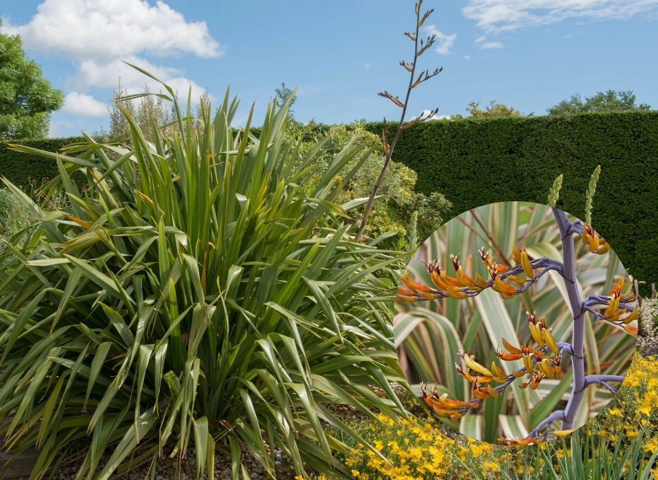 Mieczowate liście i spektakularne kwiaty lnu nowozelandzkiego sprawiają, że nie sposób oderwać od niego wzroku.