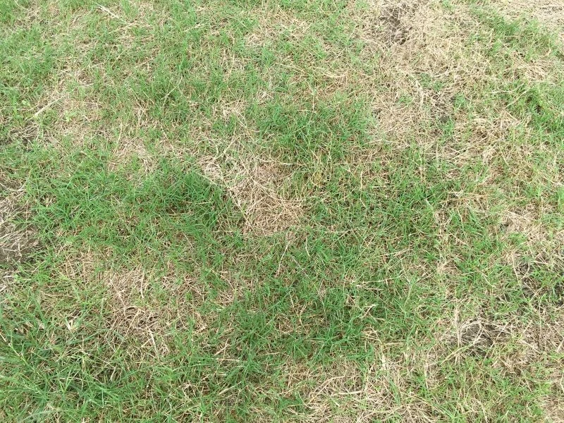 Żółte i suche placki są łatwym do rozpoznania objawem żerowania pędraków w trawniku