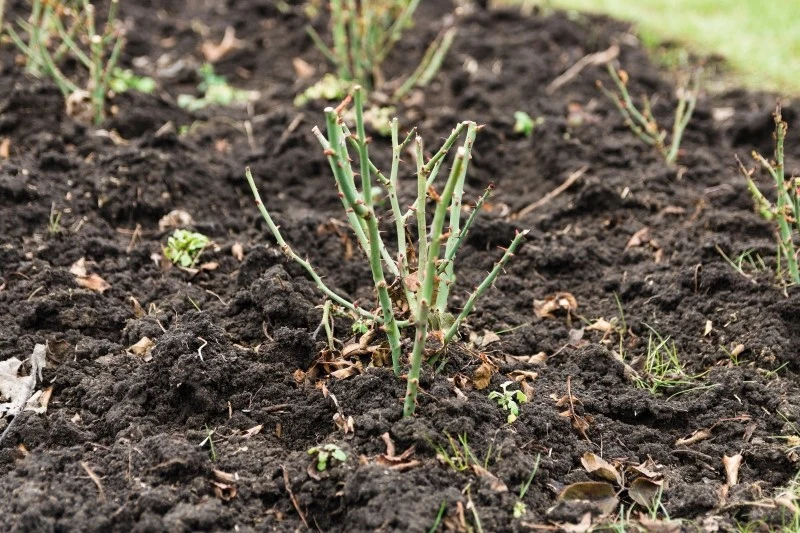 Aby cieszyć się pięknem róż przez cały sezon, należy zadbać o ich pielęgnację na przedwiośniu