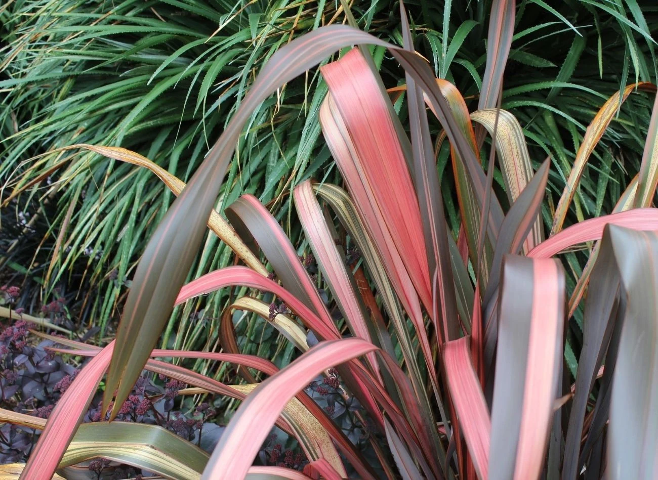 Len nowozelandzki można uprawiać zarówno w ogrodzie, jak w donicach, które będą wyjątkową ozdobą tarasu.