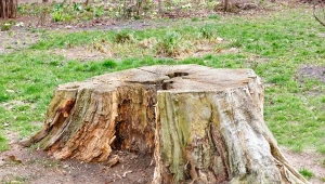 Jak usunąć pień drzewa? Przedstawiamy 3 najlepsze naturalne sposoby.