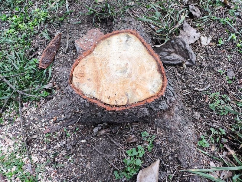 Pnia po ściętym drzewie można się pozbyć bez chemii