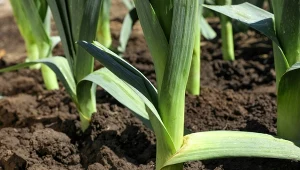 Chcesz mieć obfite plony pora? Przy produkcji rozsady wykonaj jedną czynność.