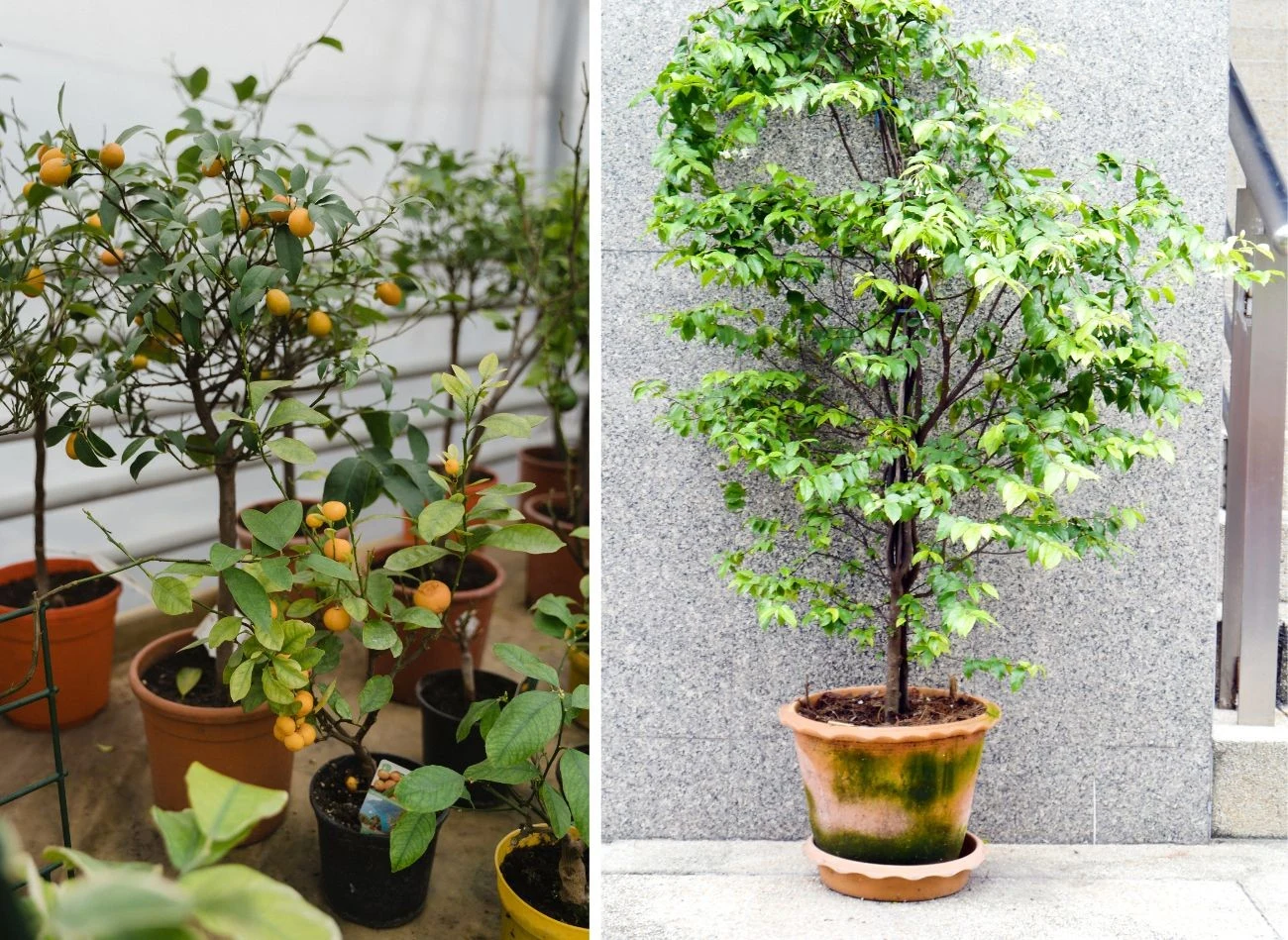 Miniaturowe drzewa owocowe czy też drzewa karłowate ro również świetne rozwiązanie do donicy. Fot.Tima Miroshichenko/Araleboy